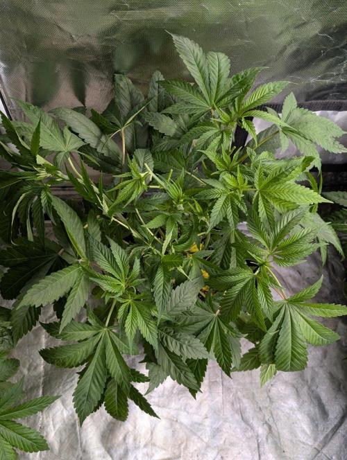 Bay Haze x5. Week 6