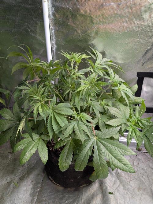 Golosa x8. Week 6 - 1