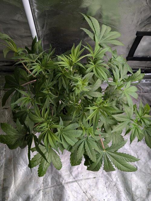 Golosa x8. Week 6