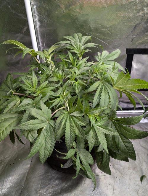 Golosa x8. Week 6 - 2