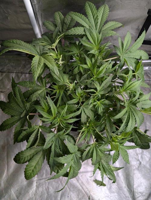 Golosa x8. Week 6
