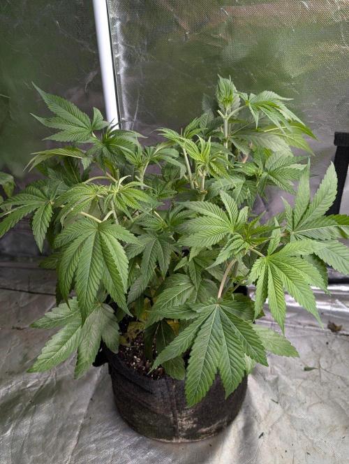 Golosa x8. Week 6 - 3