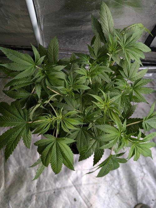 Golosa x8. Week 6