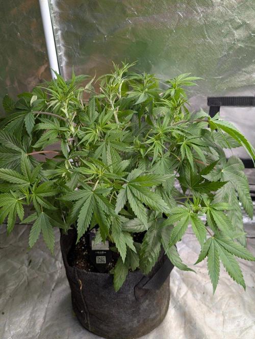 Golosa x8. Week 6 - 4