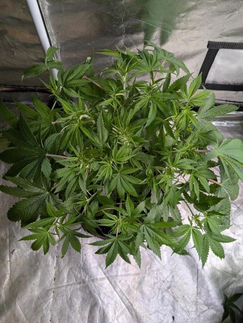 Golosa x8. Week 6