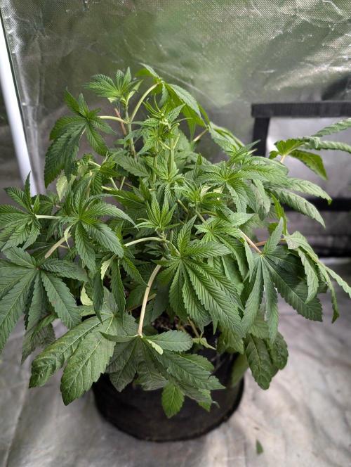Golosa x8. Week 6 - 5