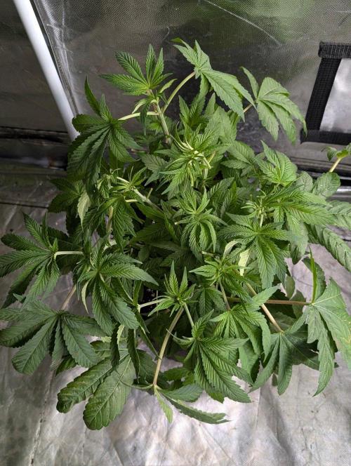 Golosa x8. Week 6