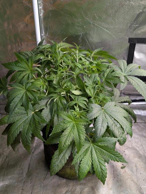 Golosa x8. Week 6 - 6