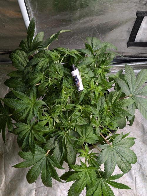 Golosa x8. Week 6
