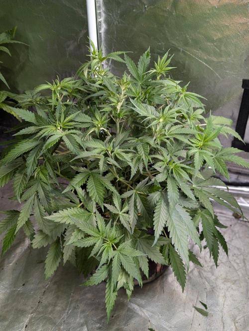Sugar Black Rose x1. Week 6