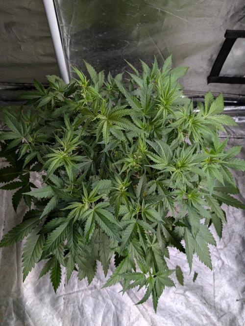 Sugar Black Rose x1. Week 6