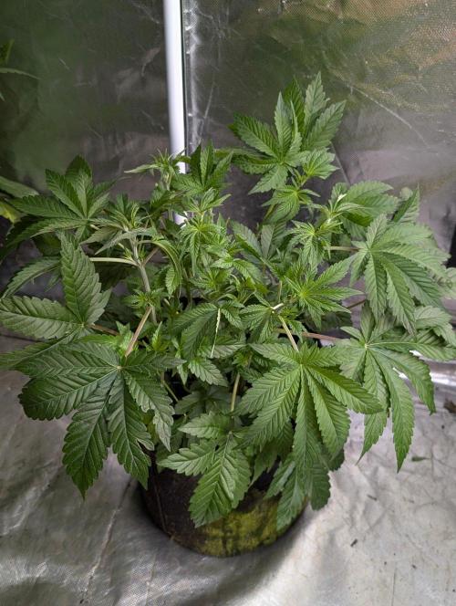 Zinnapple x5. Week 6 - 1