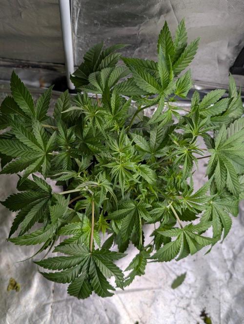 Zinnapple x5. Week 6