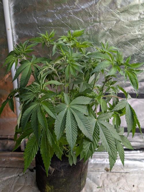 Zinnapple x5. Week 6 - 2
