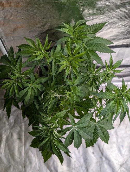 Zinnapple x5. Week 6
