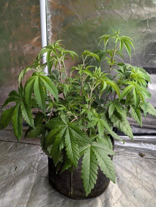 Zinnapple x5. Week 6 - 3