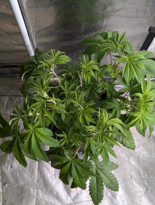Zinnapple x5. Week 6
