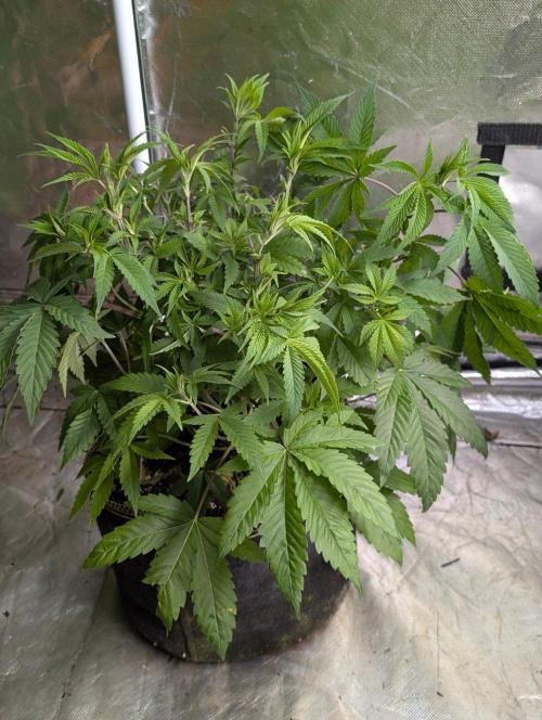 Zinnapple x5. Week 6 - 4