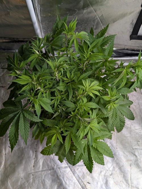 Zinnapple x5. Week 6