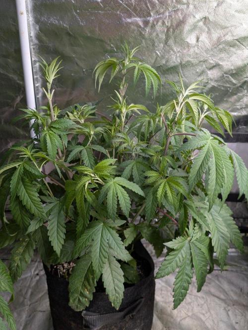 Zinnapple x5. Week 6 - 5