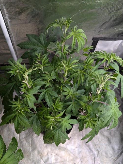 Zinnapple x5. Week 6