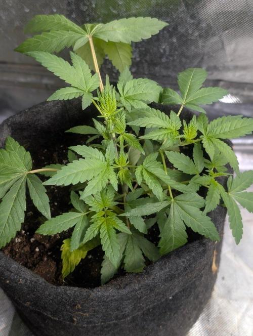 Unknown Kush. Week 5