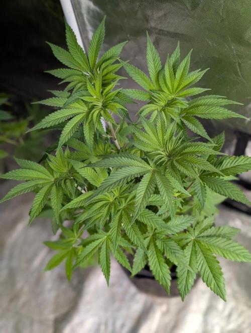 Zinnapple x5. Week 7