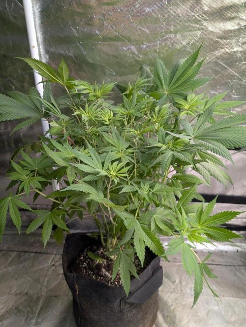 Golosa x6. Week 7 - 1