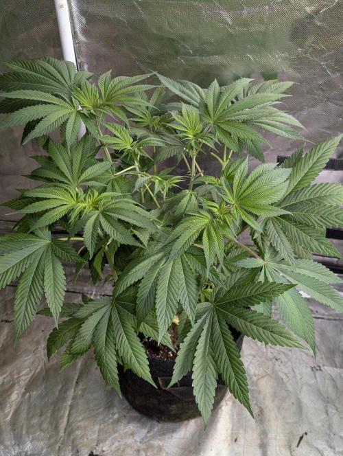 Golosa x6. Week 7