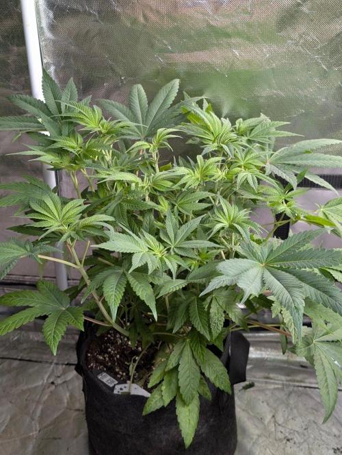Bay Haze x5. Week 7 - 5