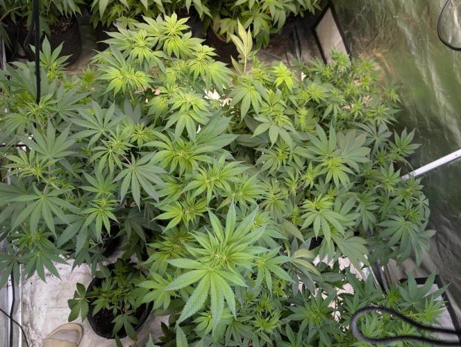 Gr-APE x5. Week 7