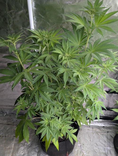 Gr-APE x5. Week 8
