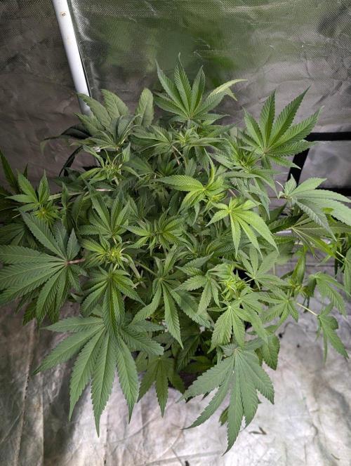 Golosa x6. Week 8