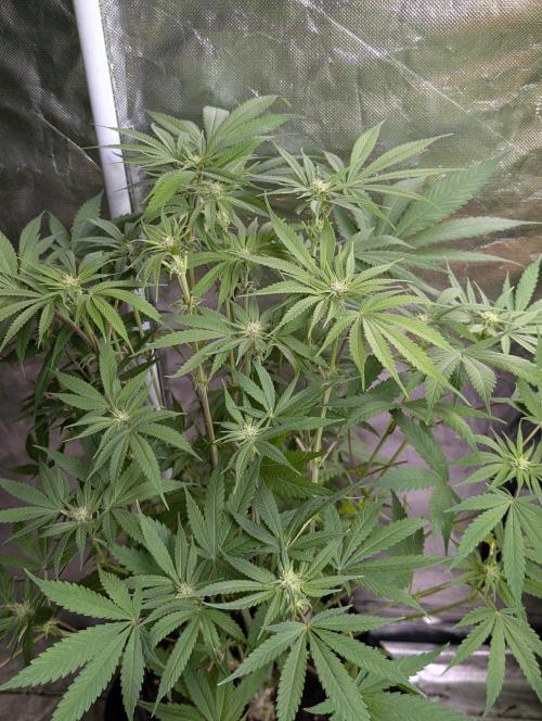 Bay Haze x5. Week 9