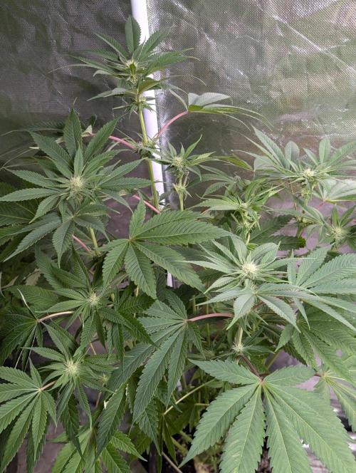Bay Haze x5. Week 9
