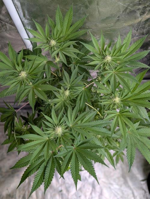 Zinnapple x5. Week 9