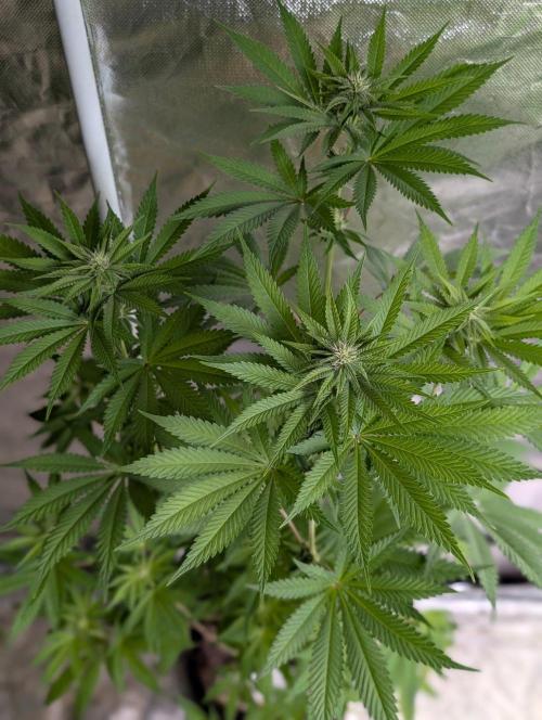 Zinnapple x5. Week 9