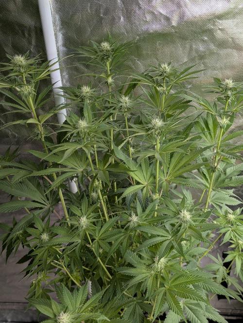 Gr-APE x5. Week 9