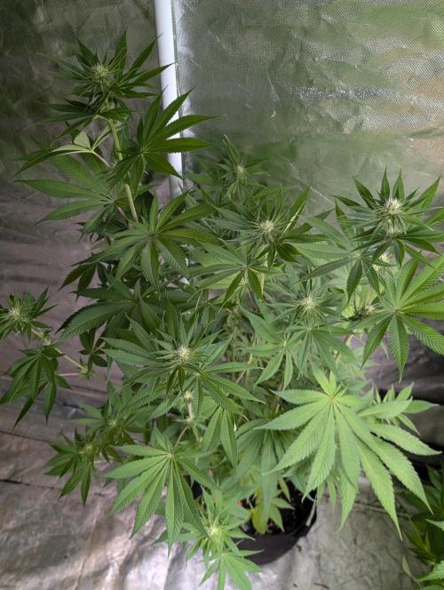 Gr-APE x5. Week 9