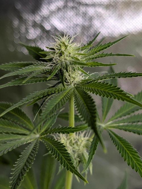 Gr-APE x5. Week 9