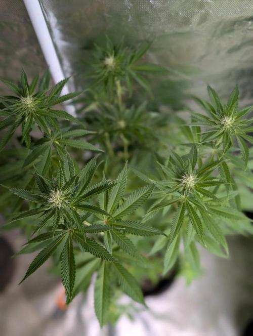 Gr-APE x5. Week 9