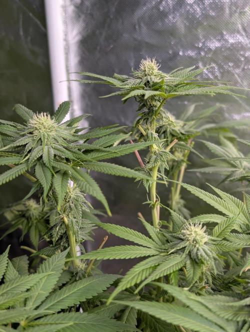 Golosa x6. Week 10