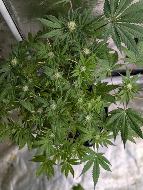 Golosa x6. Week 10