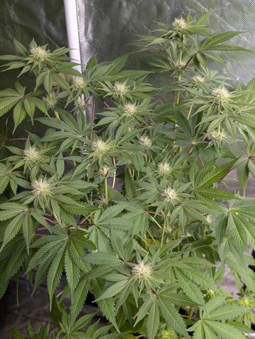 Bay Haze x5. Week 10