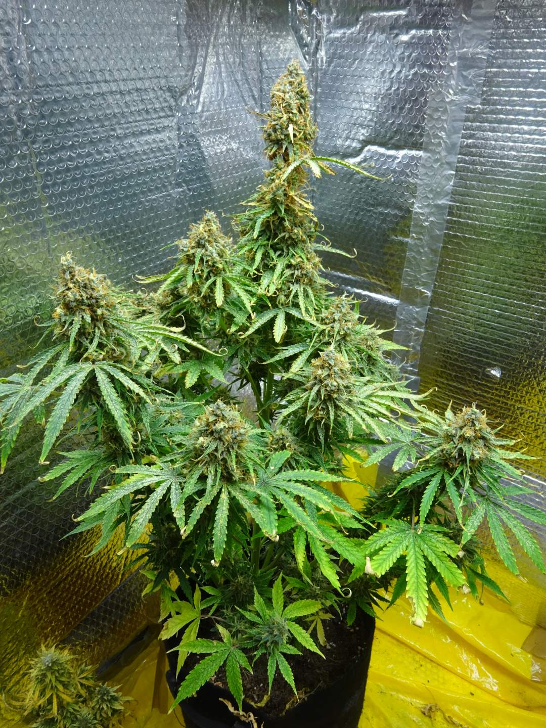 Weedseedsexpress Girl Scout Cookies autoflower grow diary (journal