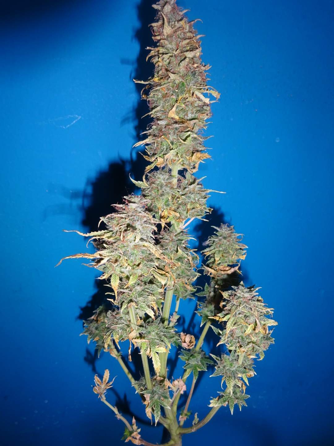 Weedseedsexpress Girl Scout Cookies autoflower 2 grow diary (journal