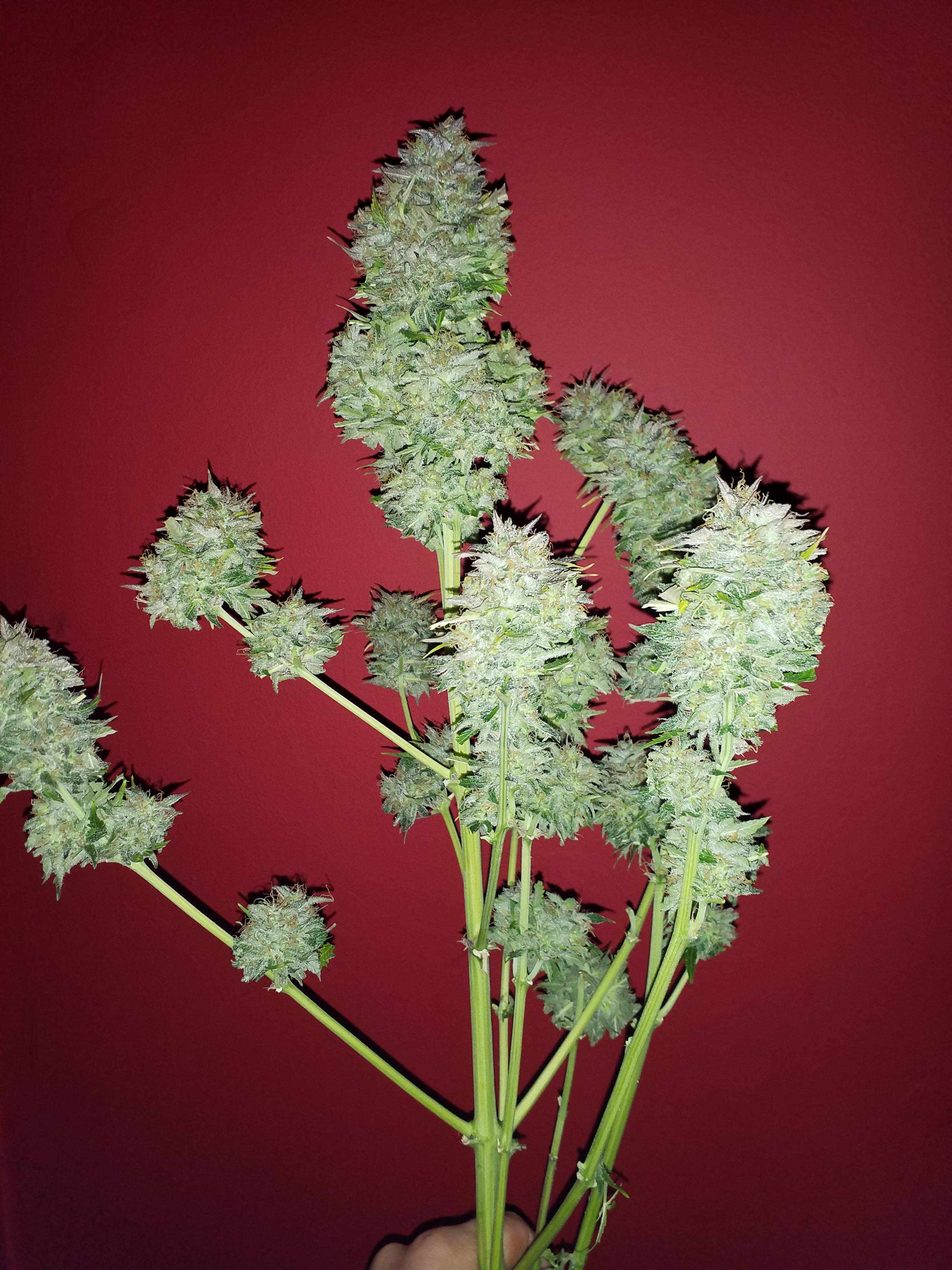 Seedsman Auto Great White grow diary (journal) harvest5 by smoking