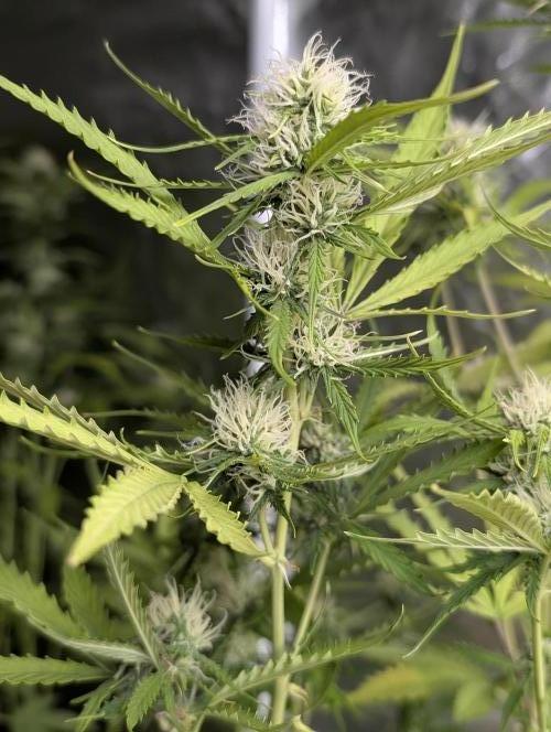 Sweet Mango x3. Week 9