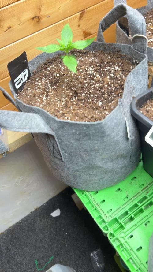 Fastbuds 420