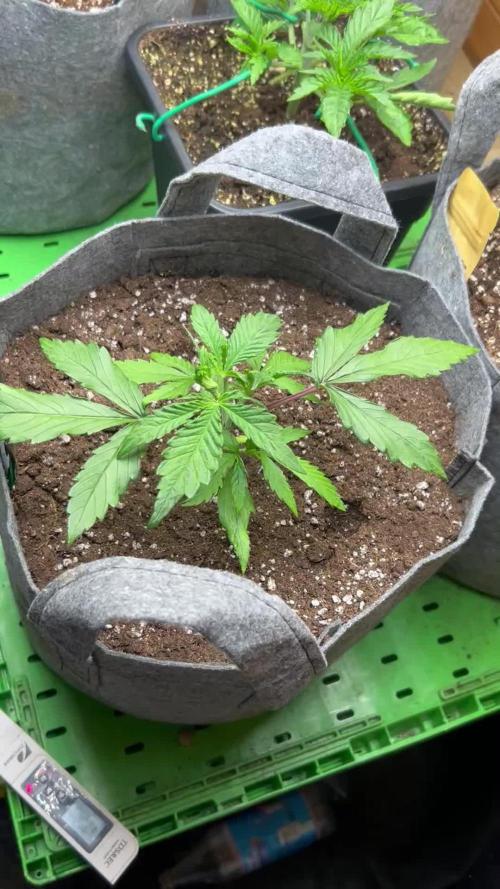 Fastbuds 420
